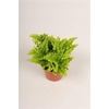 MINI NEPHR GREEN FANTASY