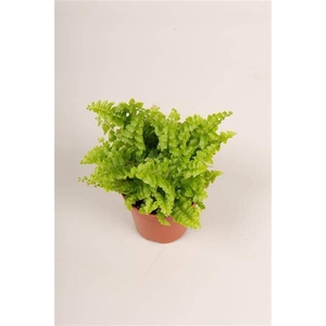 MINI NEPHR GREEN FANTASY
