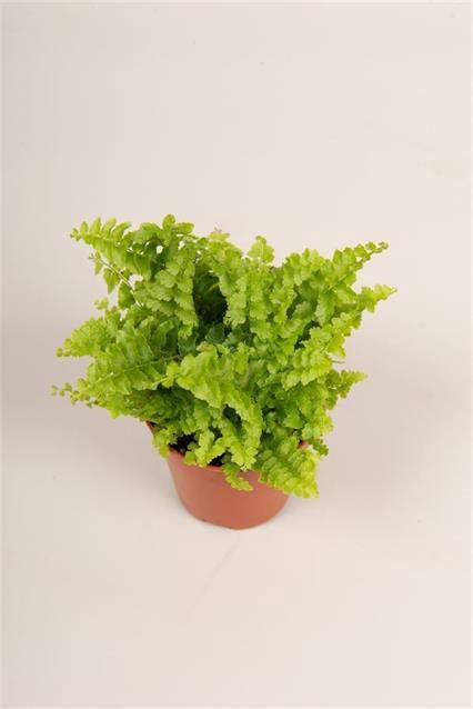 <h4>MINI NEPHR GREEN FANTASY</h4>