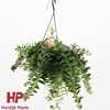 Aeschynanthus Caro Improved hangpot Beperkt leverbaar