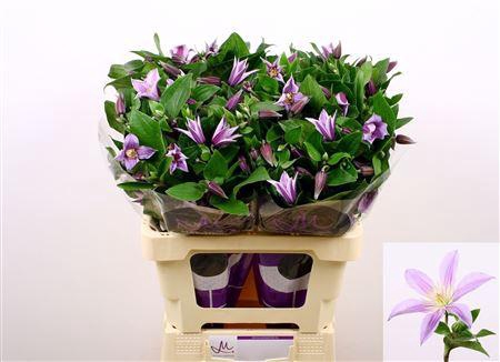 <h4>CLEM STAR RIVER</h4>