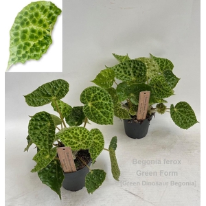 Begonia ferox Green Form 12cm [Green Dinosaur Beg] *NEW*
