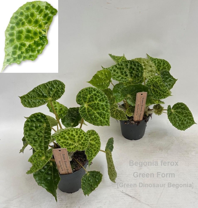 <h4>Begonia ferox Green Form 12cm [Green Dinosaur Beg] *NEW*</h4>