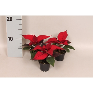 Poinsettia 6 cm Mirage Red 1 kopper