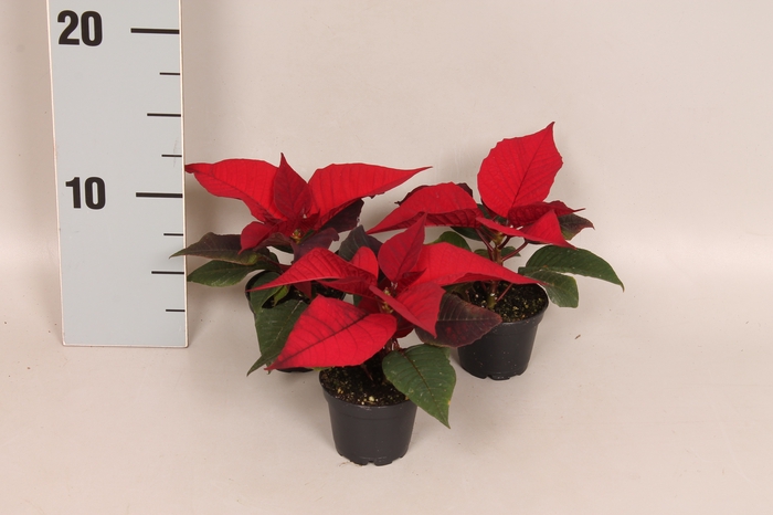 <h4>Poinsettia 6 cm Mirage Red 1 kopper</h4>