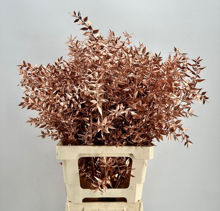 <h4>Dried Ruscus Aculeatus Copper</h4>