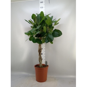 Ficus   ...