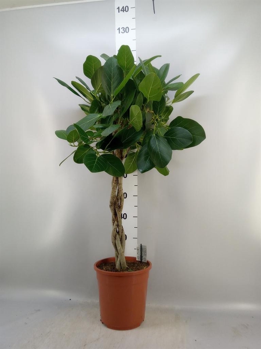 <h4>Ficus   ...</h4>