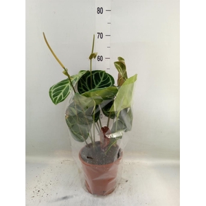 Anthurium clarinervium