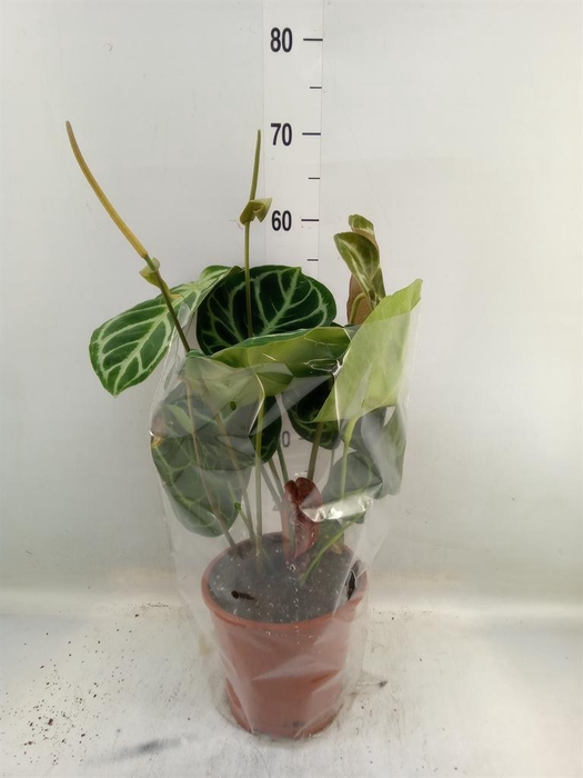 <h4>Anthurium clarinervium</h4>