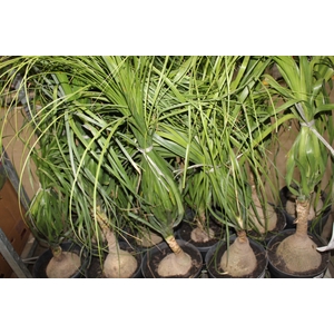 BEAUCARNEA P24