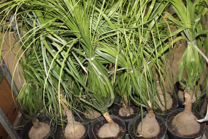 <h4>BEAUCARNEA P24</h4>