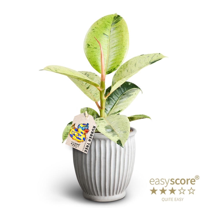 <h4>FICUS ELASTICA p12 Shiv. Athena</h4>