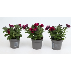 Petunia Famous Dark Purple