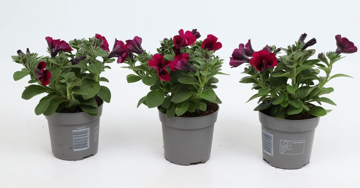 <h4>Petunia Famous Dark Purple</h4>