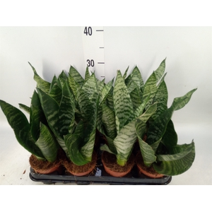 Sansevieria zeylanica