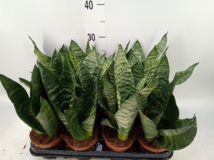 <h4>Sansevieria zeylanica</h4>