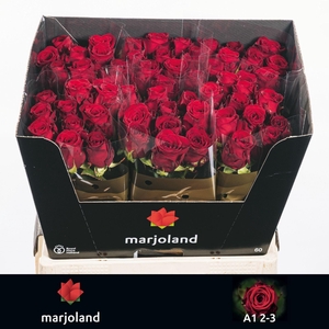 Rosa GR 'Red Naomi'