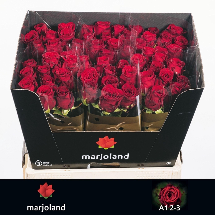 <h4>Rosa GR 'Red Naomi'</h4>
