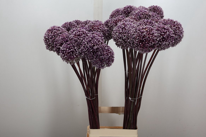 <h4>Allium Summer Drummer</h4>
