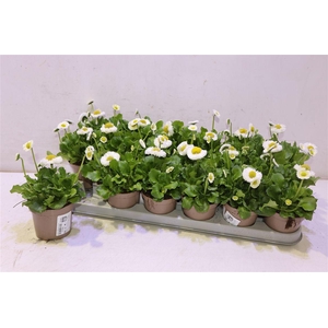 Bellis Perennis
