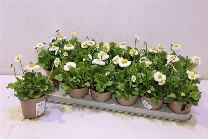 <h4>Bellis Perennis</h4>