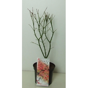 Acer palmatum 'Jerre Schwartz' P19