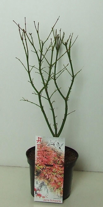 <h4>Acer palmatum 'Jerre Schwartz' P19</h4>