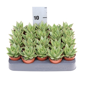 Echeveria  'Miranda'