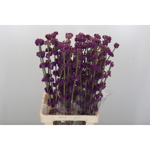 Callicarpa Bodinieri Var Giraldii