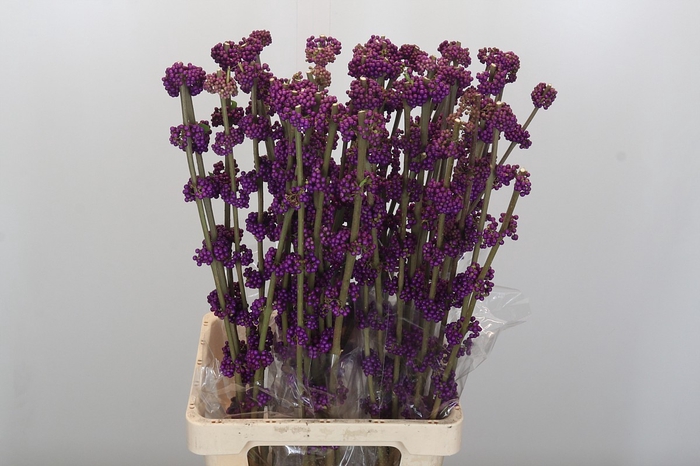 <h4>Callicarpa Bodinieri Var Giraldii</h4>