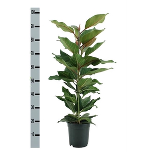 Ficus benghalensis Joy 21Ø 100cm 3pp