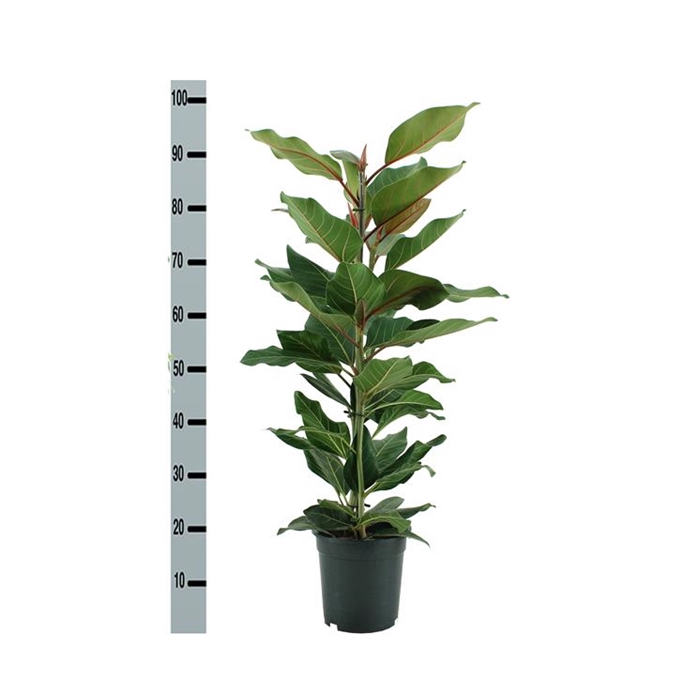 <h4>Ficus benghalensis Joy 21Ø 100cm 3pp</h4>