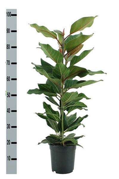 Ficus benghalensis Joy 21Ø 100cm 3pp