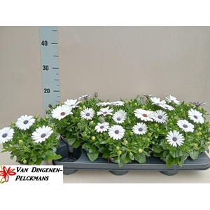 OSTEO FP WHITE