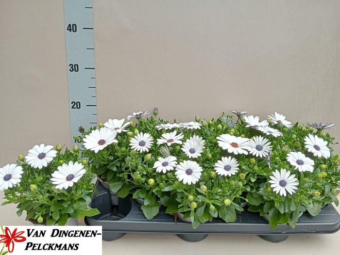 <h4>OSTEO FP WHITE</h4>