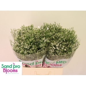 LIM SIN COOL DIAMOND