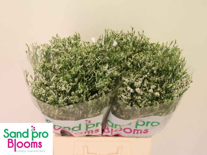 <h4>LIM SIN COOL DIAMOND</h4>