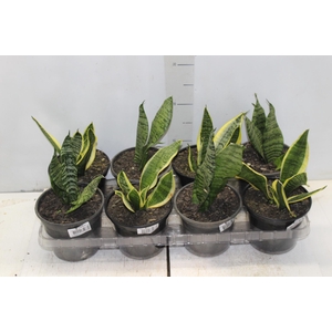 SANSEVIERIA VARIADO P15