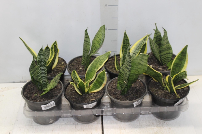 <h4>SANSEVIERIA VARIADO P15</h4>