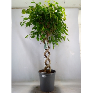 Ficus benja.   ...