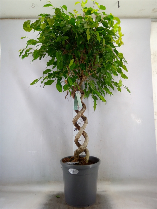 <h4>Ficus benja.   ...</h4>
