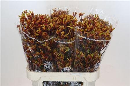 <h4>Anigoz Gold Fever</h4>