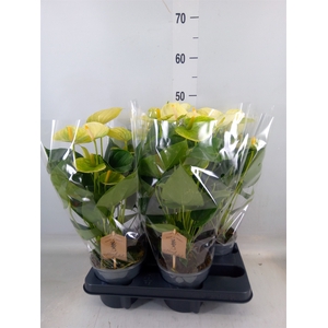 Anthurium andr. 'Vanilla'
