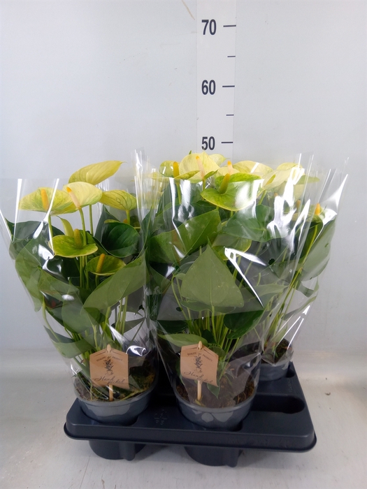 <h4>Anthurium andr. 'Vanilla'</h4>