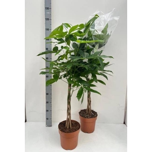 PACHIRA AQUATICA