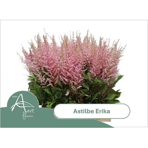 ASTIL AR ERIKA