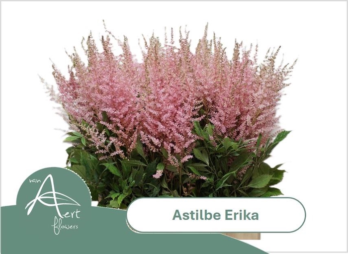 <h4>ASTIL AR ERIKA</h4>