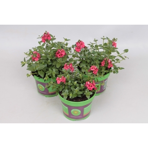 Diascia Dark Red