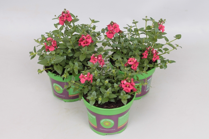 <h4>Diascia flying Colors Red</h4>